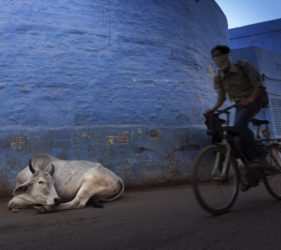 Jodhpur Cyclist and Sacred Cow